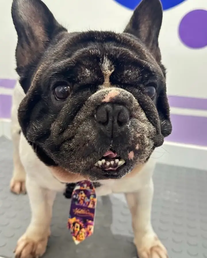 Bulldog francés con corbatín
