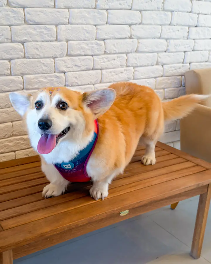 Corgi sonriente en la banca después del baño
