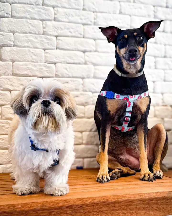 Fred y Chica, clientes frecuentes de la clínica