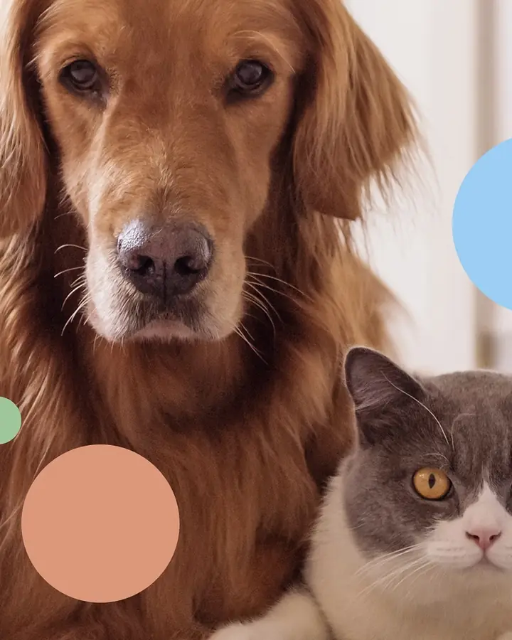 Golden retriever y gato lado a lado