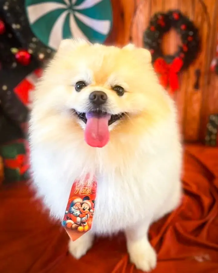 Pomerania en la sesión de fotos de Navidad