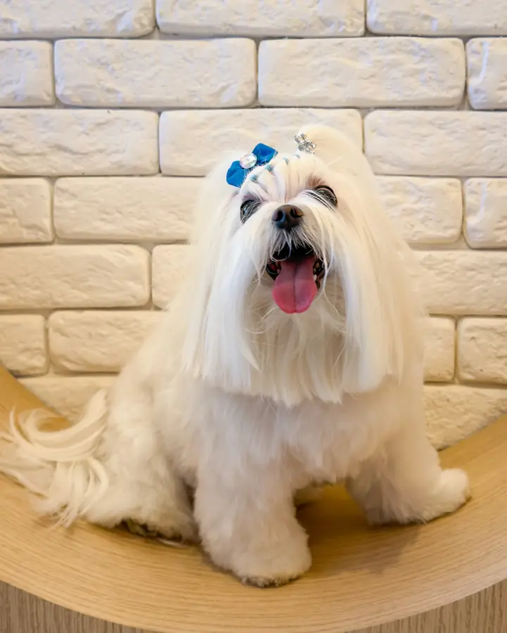 Maltés con lazo azul después de la peluquería