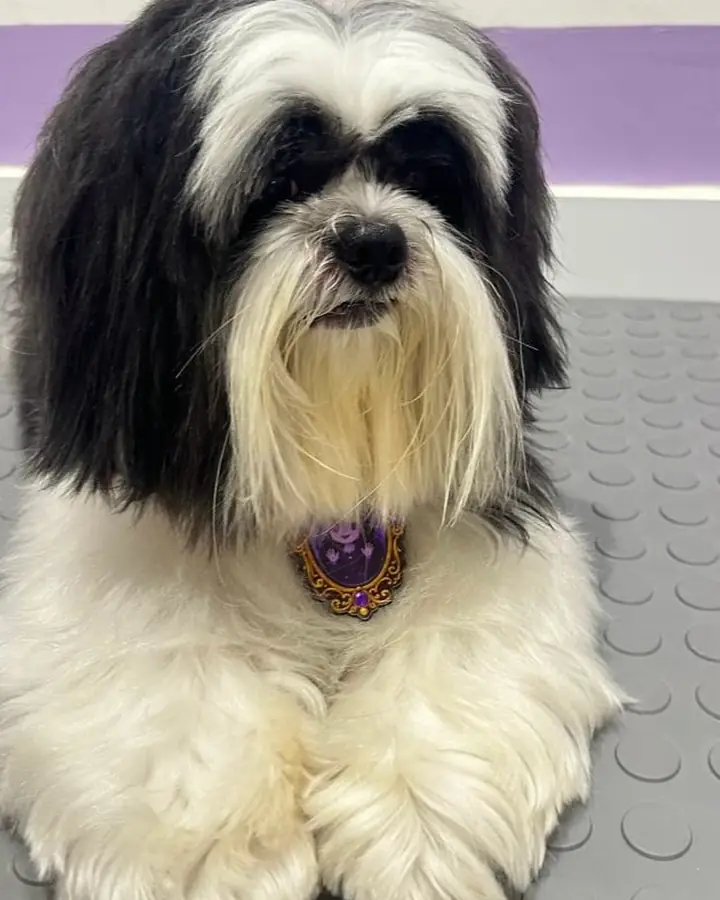Shih tzu disfrazado para Halloween